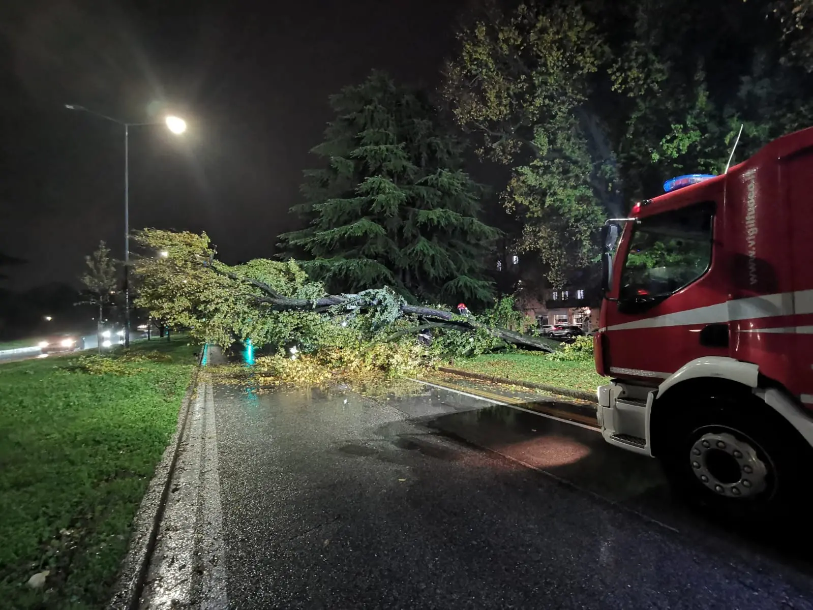 Via Cefalonia, l'albero caduto in mezzo alla strada