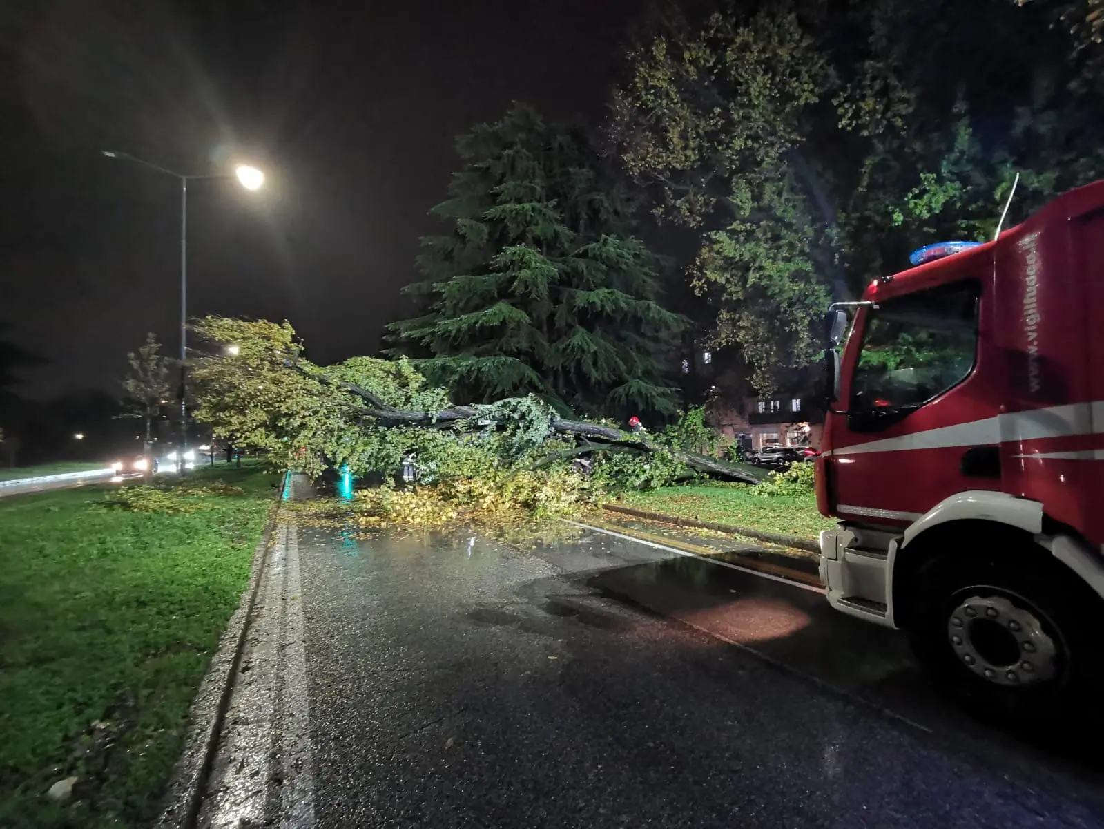 Via Cefalonia, l'albero caduto in mezzo alla strada