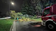 Via Cefalonia, l'albero caduto in mezzo alla strada