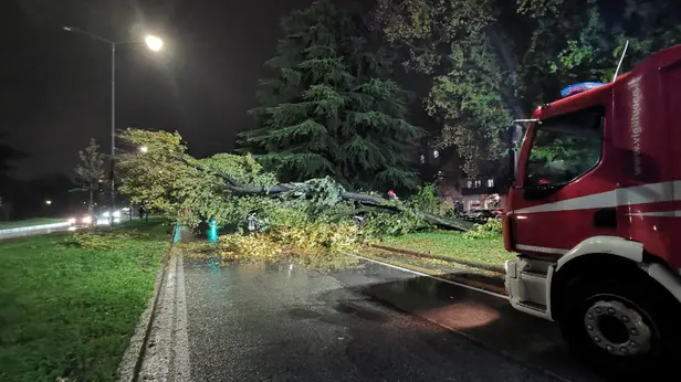 Via Cefalonia, l'albero caduto in mezzo alla strada