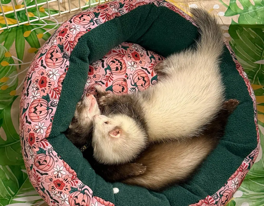 Il raduno nazionale dei furetti Pot-Pota a Brescia