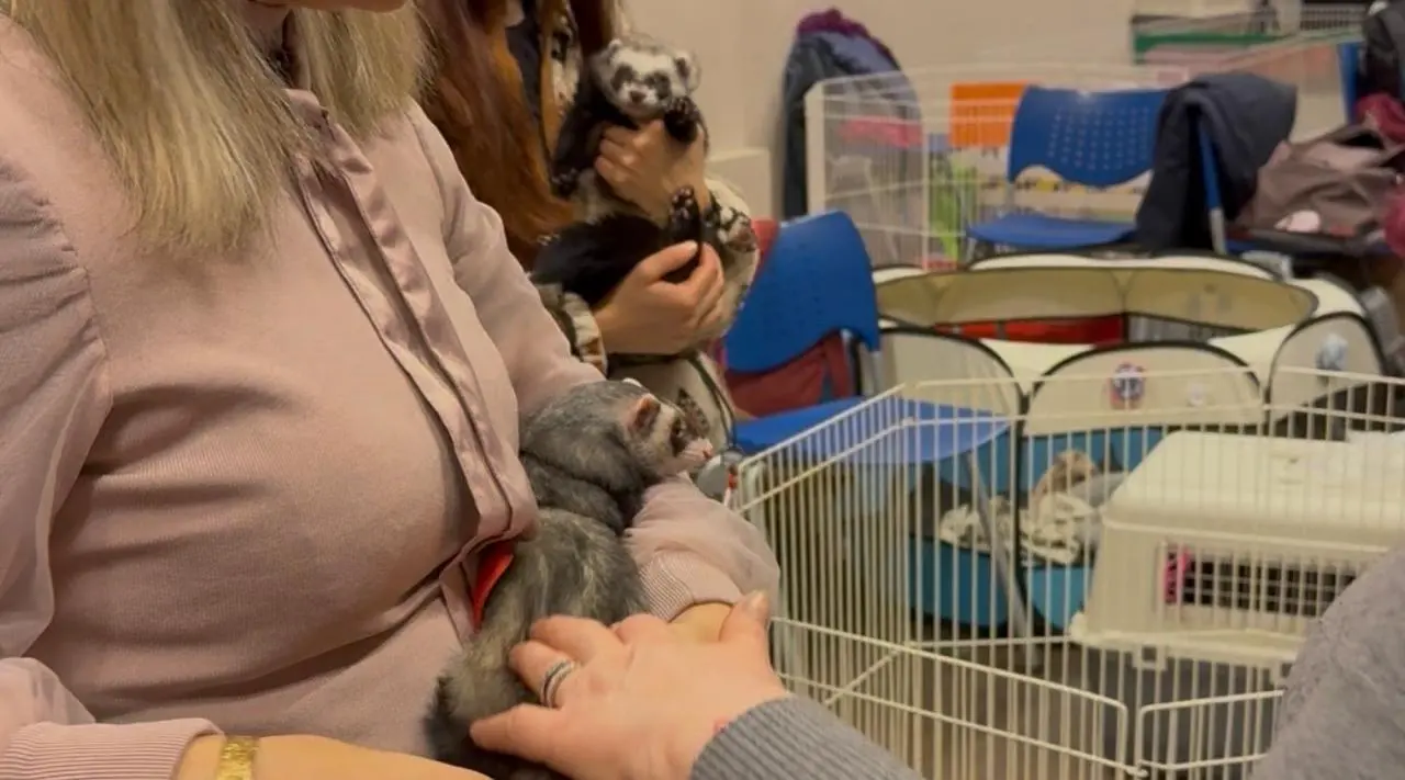 Il raduno nazionale dei furetti Pot-Pota a Brescia