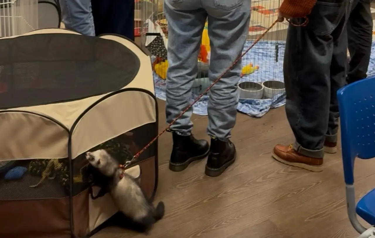 Il raduno nazionale dei furetti Pot-Pota a Brescia