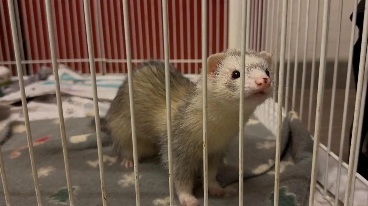 Il raduno nazionale dei furetti Pot-Pota a Brescia