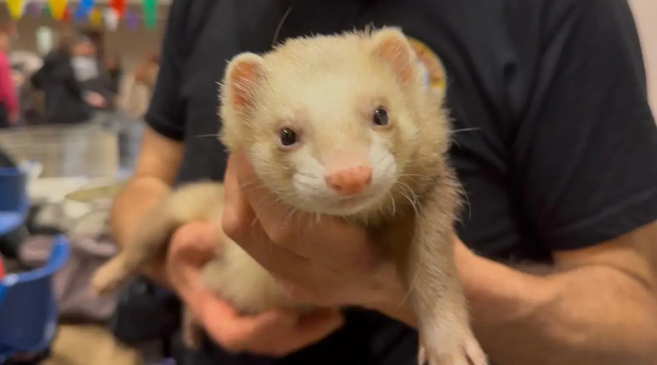 Il raduno nazionale dei furetti Pot-Pota a Brescia