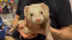 Il raduno nazionale dei furetti Pot-Pota a Brescia