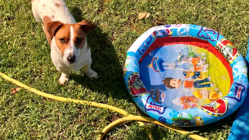 Turismo pet friendly - © www.giornaledibrescia.it