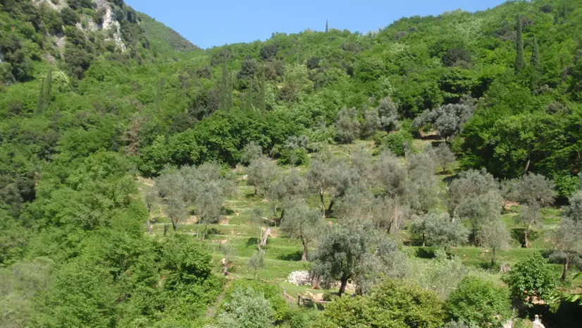 Boschi e oliveti nella valle delle Cartiere