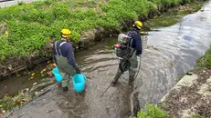 "Traslocati"  oltre 1.000 pesci, gamberi, carpe dalle rogge - © www.giornaledibrescia.it