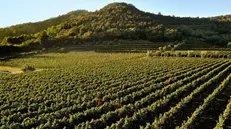 Uno scorcio dei vigneti della cantina «Borgo la gallinaccia», ultimo progetto di Gazziero