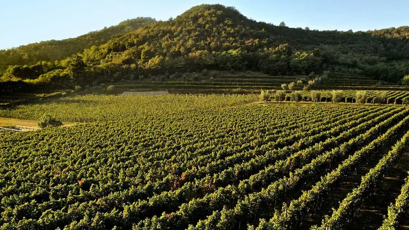 Uno scorcio dei vigneti della cantina «Borgo la gallinaccia», ultimo progetto di Gazziero