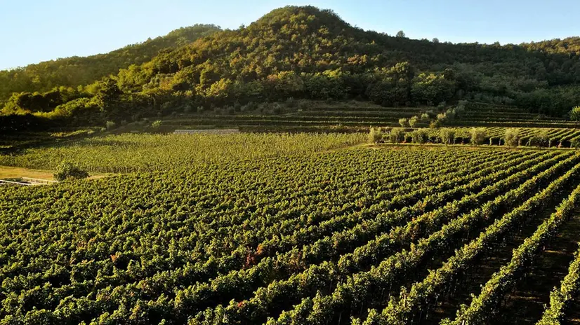 Uno scorcio dei vigneti della cantina «Borgo la gallinaccia», ultimo progetto di Gazziero