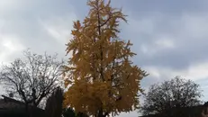 La chioma lucente di un ginkgo biloba gavardese