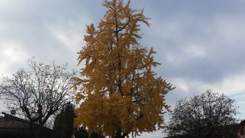 La chioma lucente di un ginkgo biloba gavardese