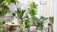 Fiori in casa: colori, armonia e benessere