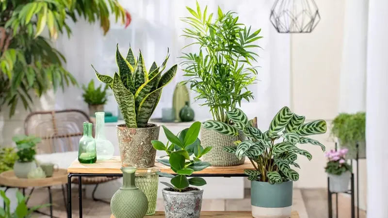 Fiori in casa: colori, armonia e benessere