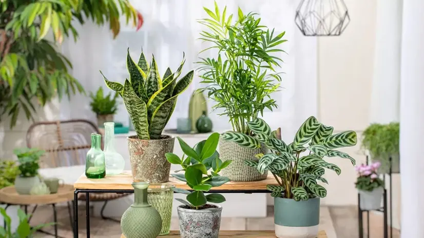 Fiori in casa: colori, armonia e benessere