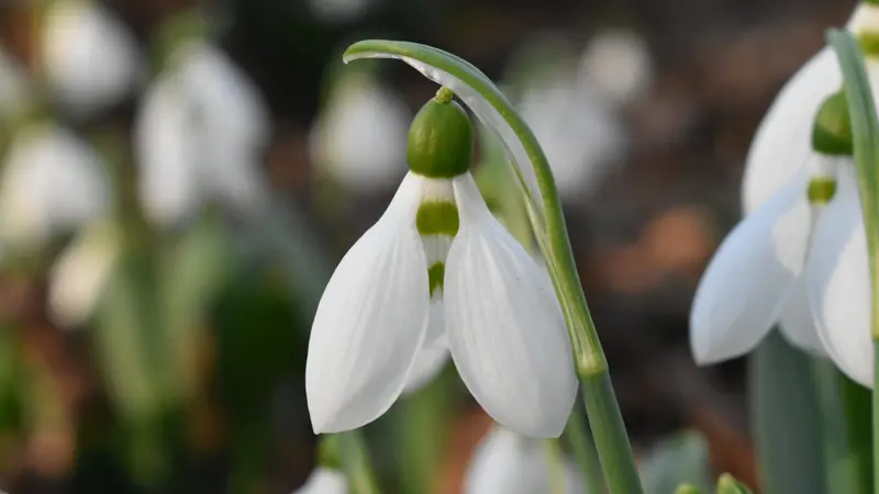 La campanella d'inverno spiana la strada alla primavera