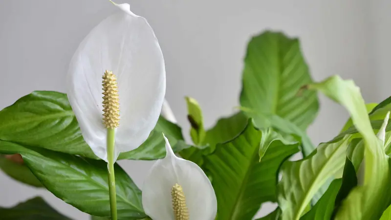 Lo spatifillo va tenuto in un luogo luminoso ma senza luce solare diretta