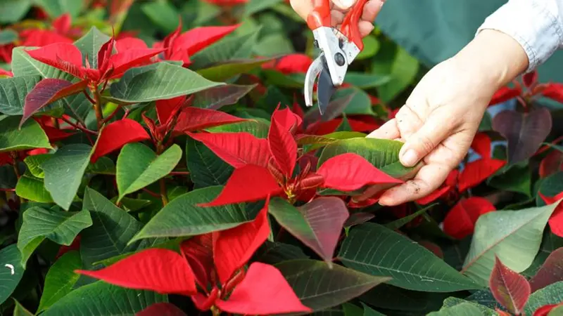 Bastano poche attenzioni per mantenere i fiori in buona salute