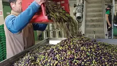 Un olivicoltore - Foto © www.giornaledibrescia.it