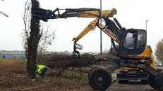 Il pioppo abbattuto al parco di via Anna Frank - © www.giornaledibrescia.it