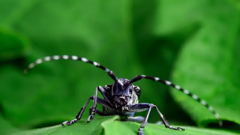 Il tarlo asiatico, Anoplophora glabripennis