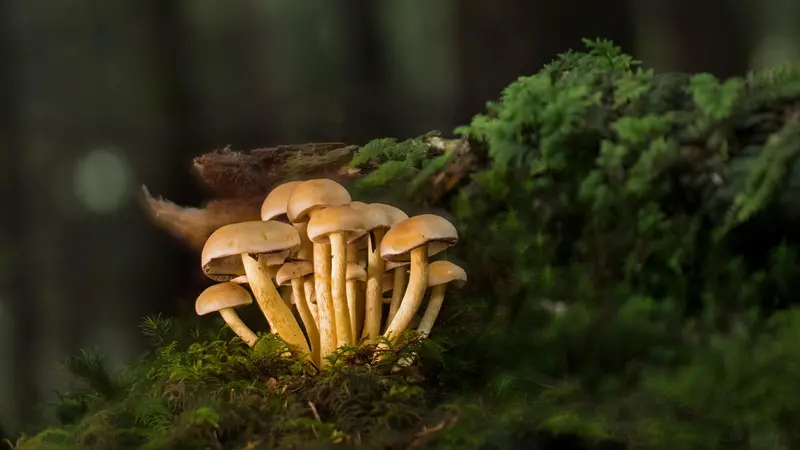 Funghi in un bosco - © www.giornaledibrescia.it