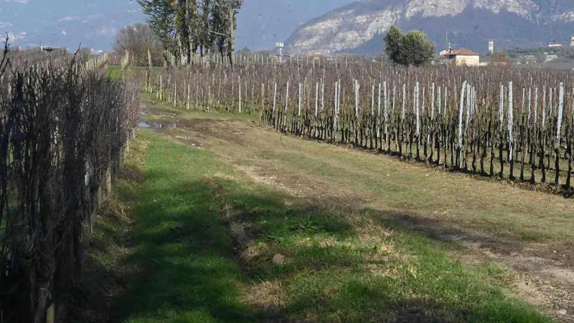 Il malore tra i vigneti della Franciacorta - Marco Ortogni/Neg © www.giornaledibrescia.it