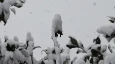 Un dettaglio della nevicata del 14 dicembre 2012, in città - © www.giornaledibrescia.it