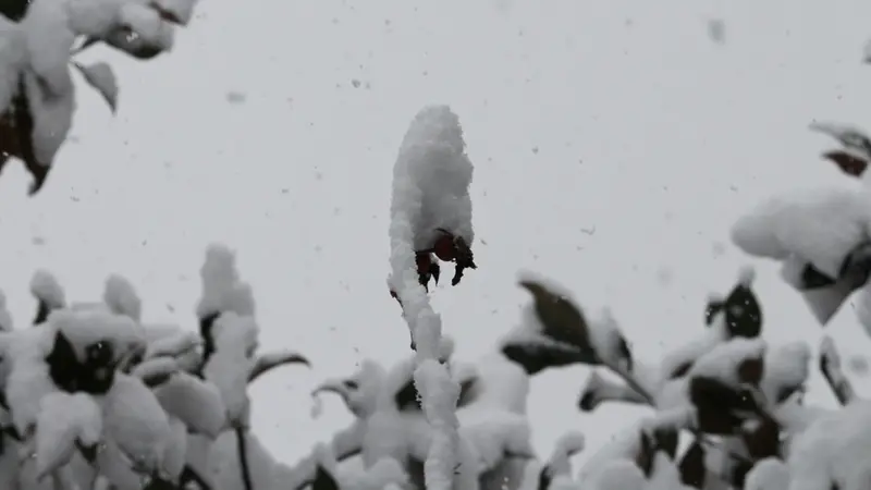 Un dettaglio della nevicata del 14 dicembre 2012, in città - © www.giornaledibrescia.it