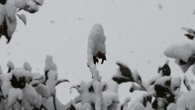 Un dettaglio della nevicata del 14 dicembre 2012, in città - © www.giornaledibrescia.it