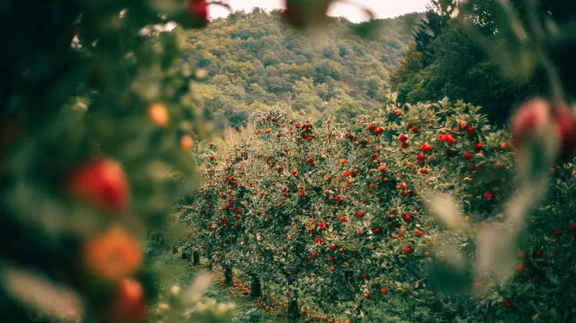 Famose le mele di Val di Non, ma anche quelle di Valtellina, Valcamonica e Valtrompia