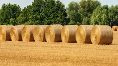 Al comparto agricolo l'anticipo Pac 2025