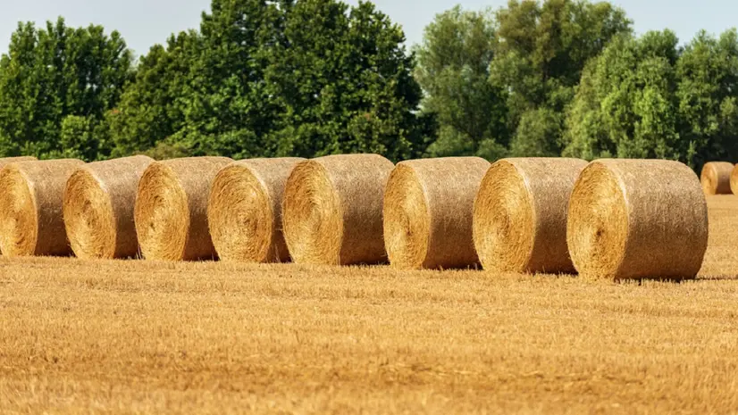 Al comparto agricolo l'anticipo Pac 2025