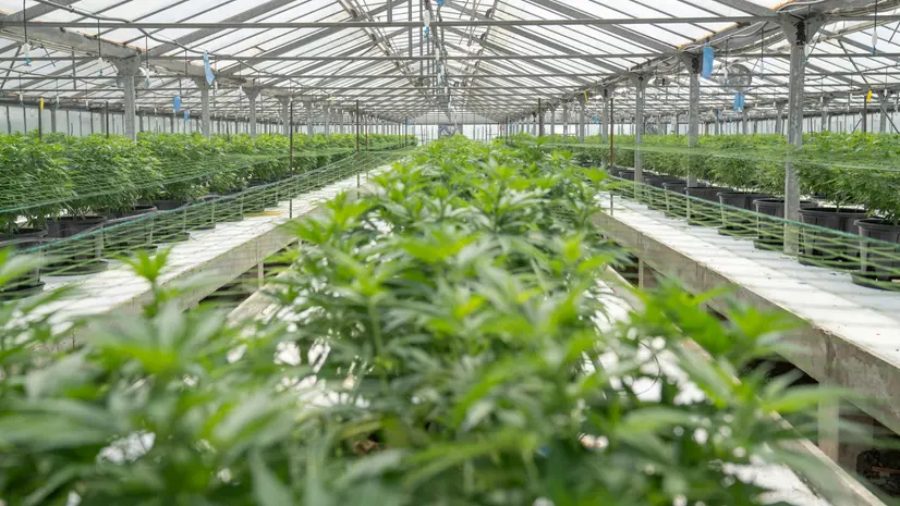 Una serra per la coltivazione di cannabis