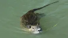 Una nutria in un canale