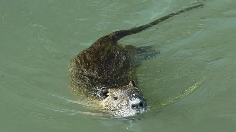 Una nutria in un canale