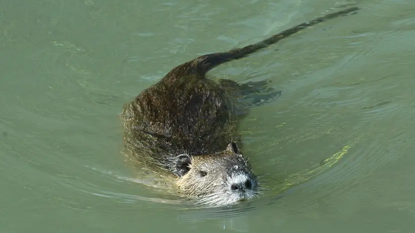 Una nutria in un canale