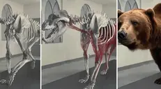 La ricostruzione dell'orso preistorico