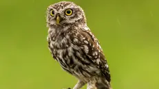 Una civetta