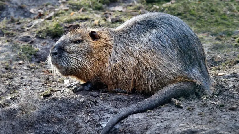Un esemplare di nutria - © www.naturfoto.cz
