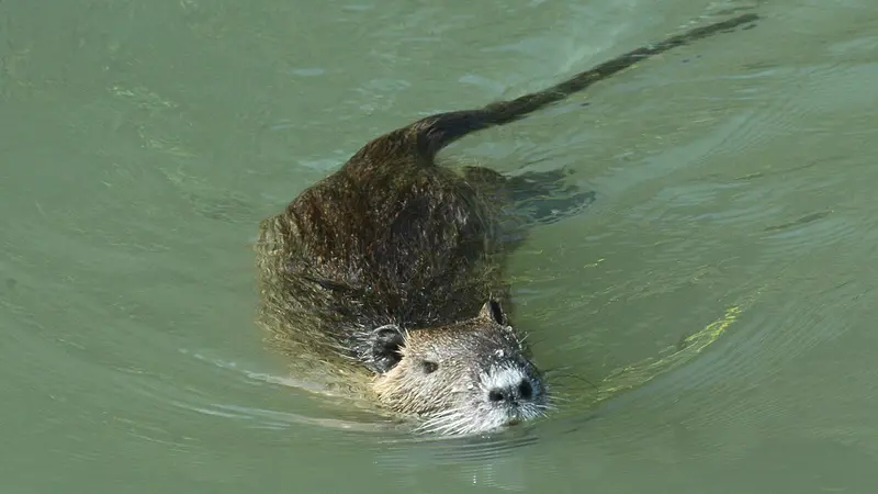 Una nutria