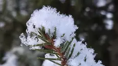 Neve su un ramo d'abete - © www.giornaledibrescia.it