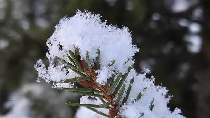 Neve su un ramo d'abete - © www.giornaledibrescia.it