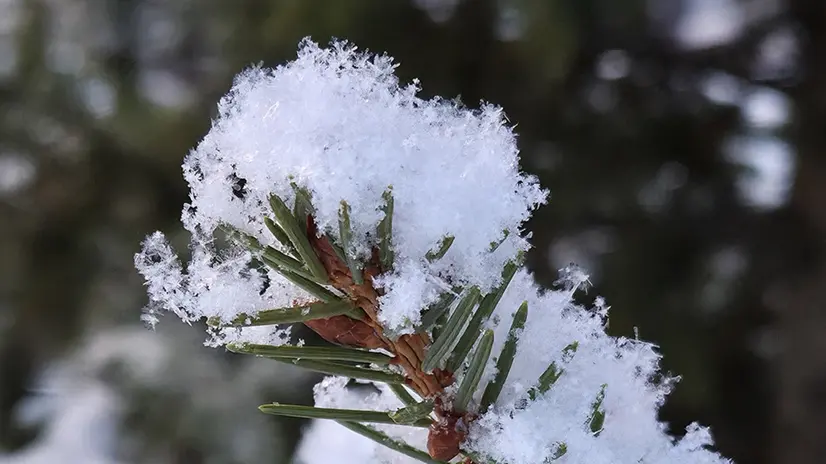 Neve su un ramo d'abete - © www.giornaledibrescia.it