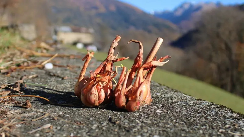 La cipolla Spissighì