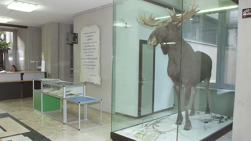 L'alce impagliato, icona del Museo di via Ozanam