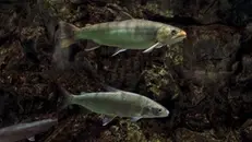 Dei coregoni - © www.giornaledibrescia.it