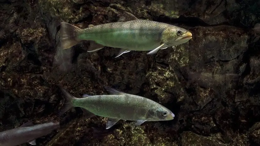 Dei coregoni - © www.giornaledibrescia.it